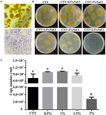 Genome analysis of a plasmid-bearing myxobacterim Myxococcus sp. strain MxC21 with salt-tolerant property